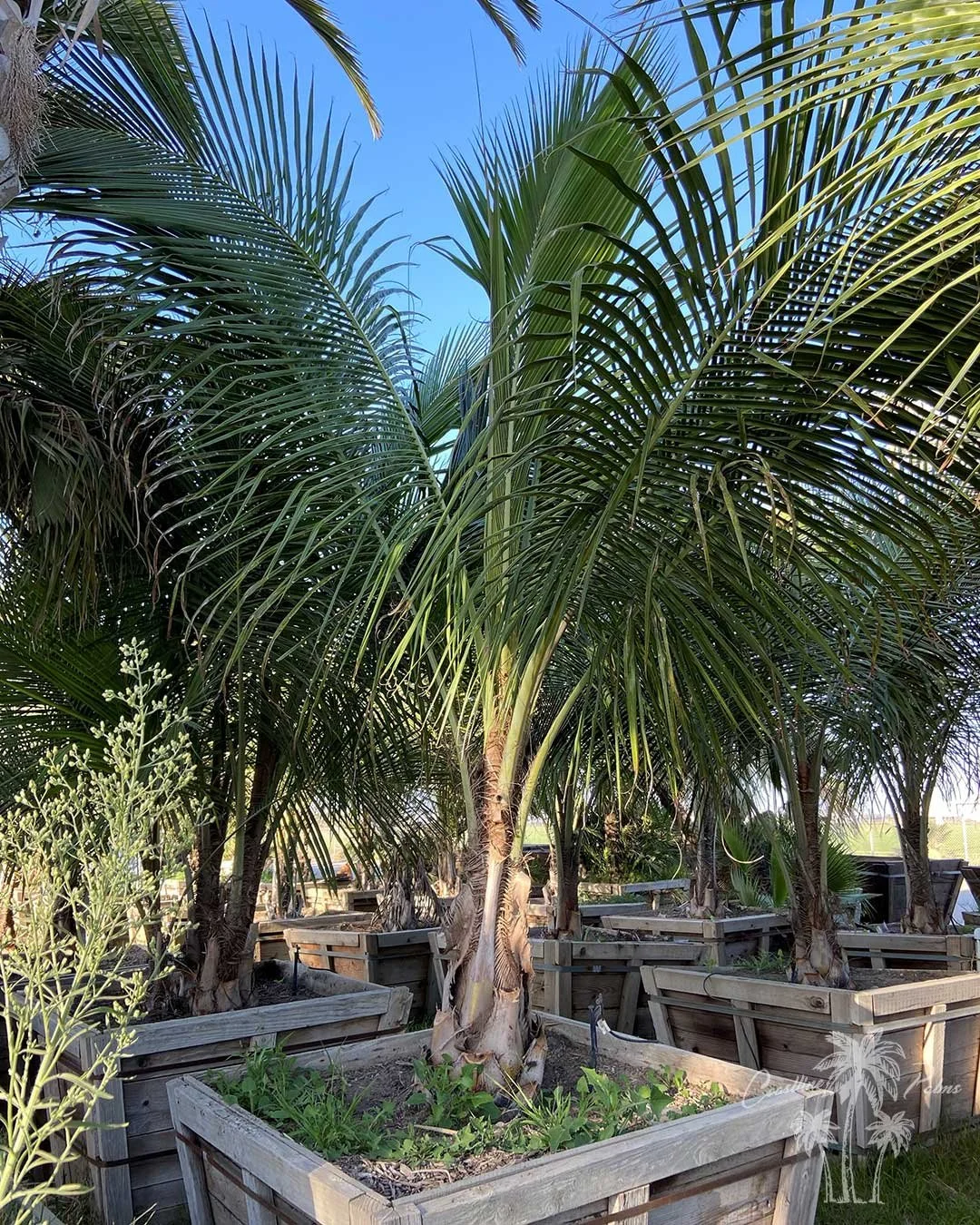 Feather-leaved palms growing in nursery containers.
