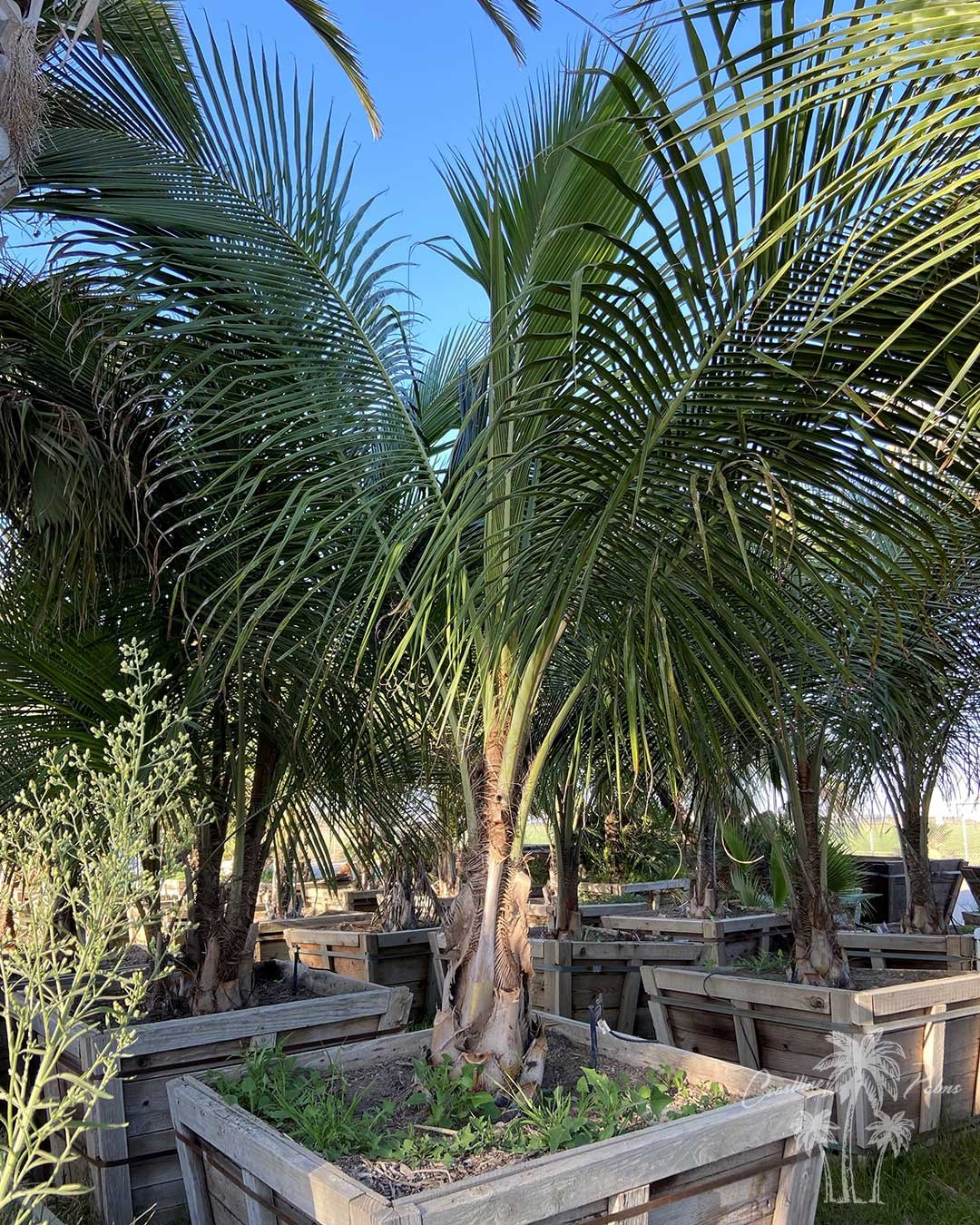 California Coconut Tree, (Cocos nucifera) Beccariophoenix alfredii AKA High Plateau Coconut Palm.
