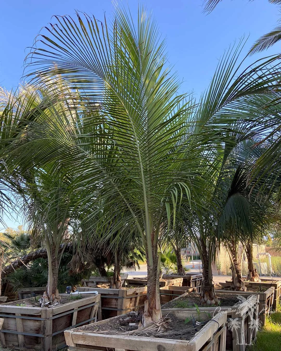 California Coconut Tree, (Cocos nucifera) Beccariophoenix alfredii AKA High Plateau Coconut Palm.
