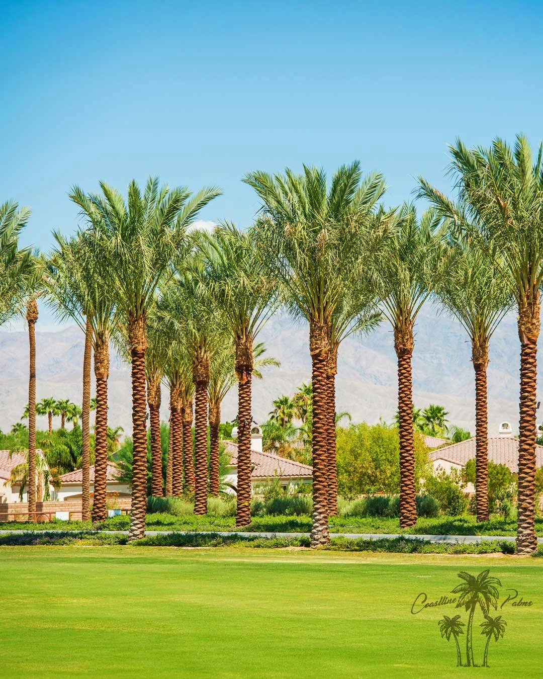 Coastline Palm Trees Date Palm - Phoenix Dactylifera