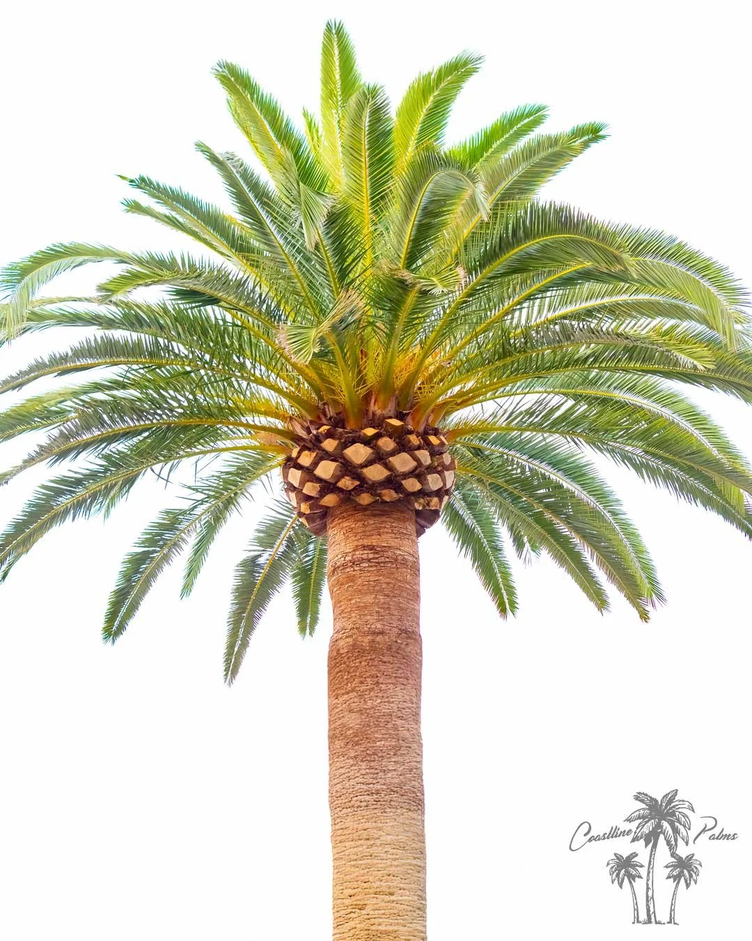 Coastline Palm Trees - Canary Island Palm - Pineapple Palm - Phoenix Canariensis
