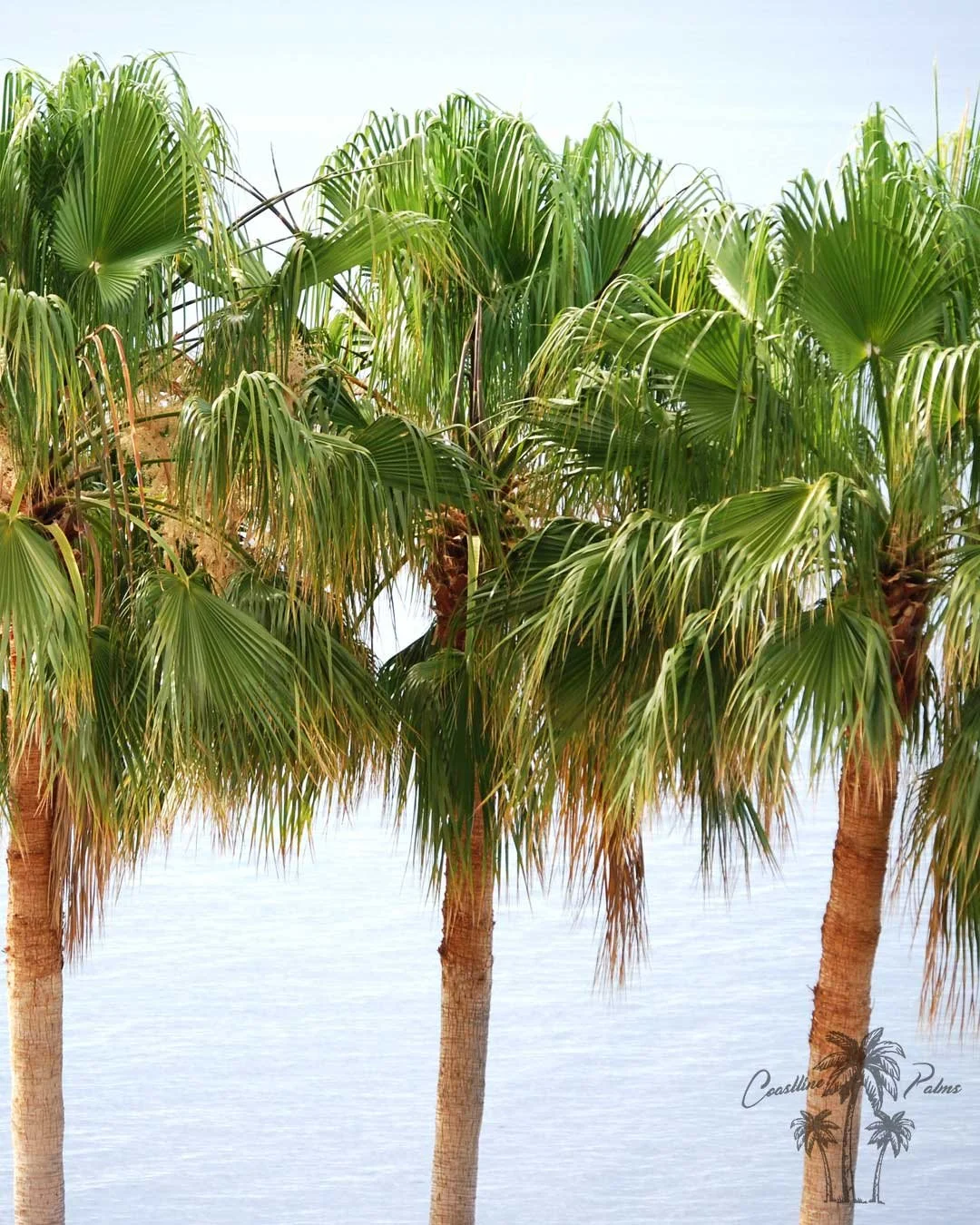 Coastline Palm Trees - Washingtonia robusta- Hollywood Fan Palm - Mexican Fan Palm