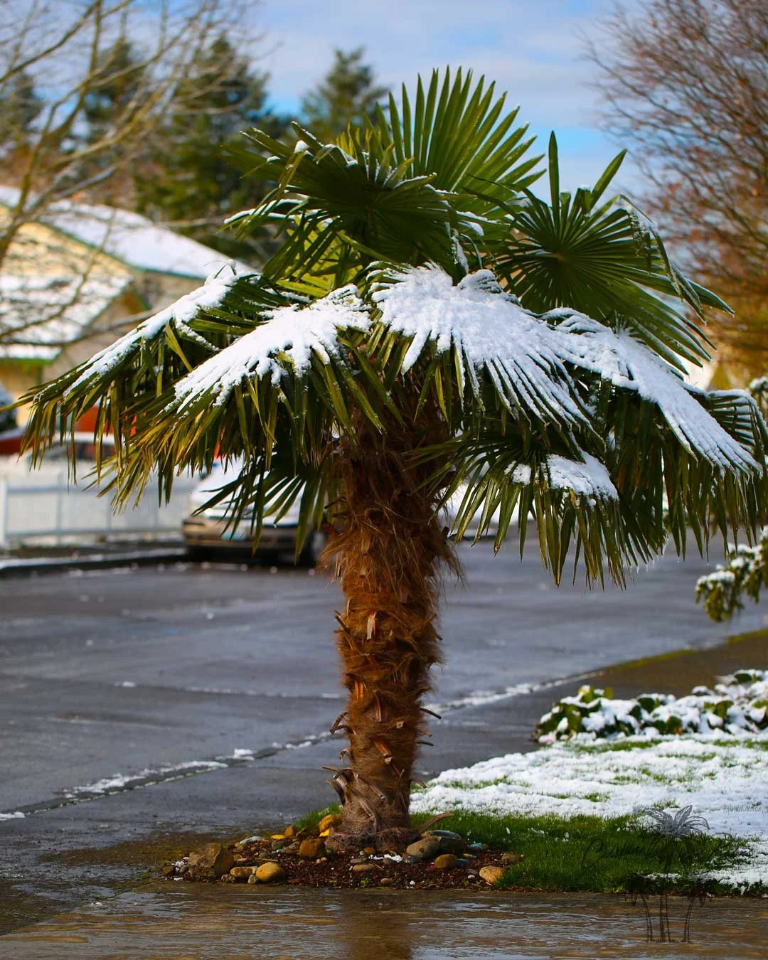 Coastline Palms, Windmill Fan Palm
