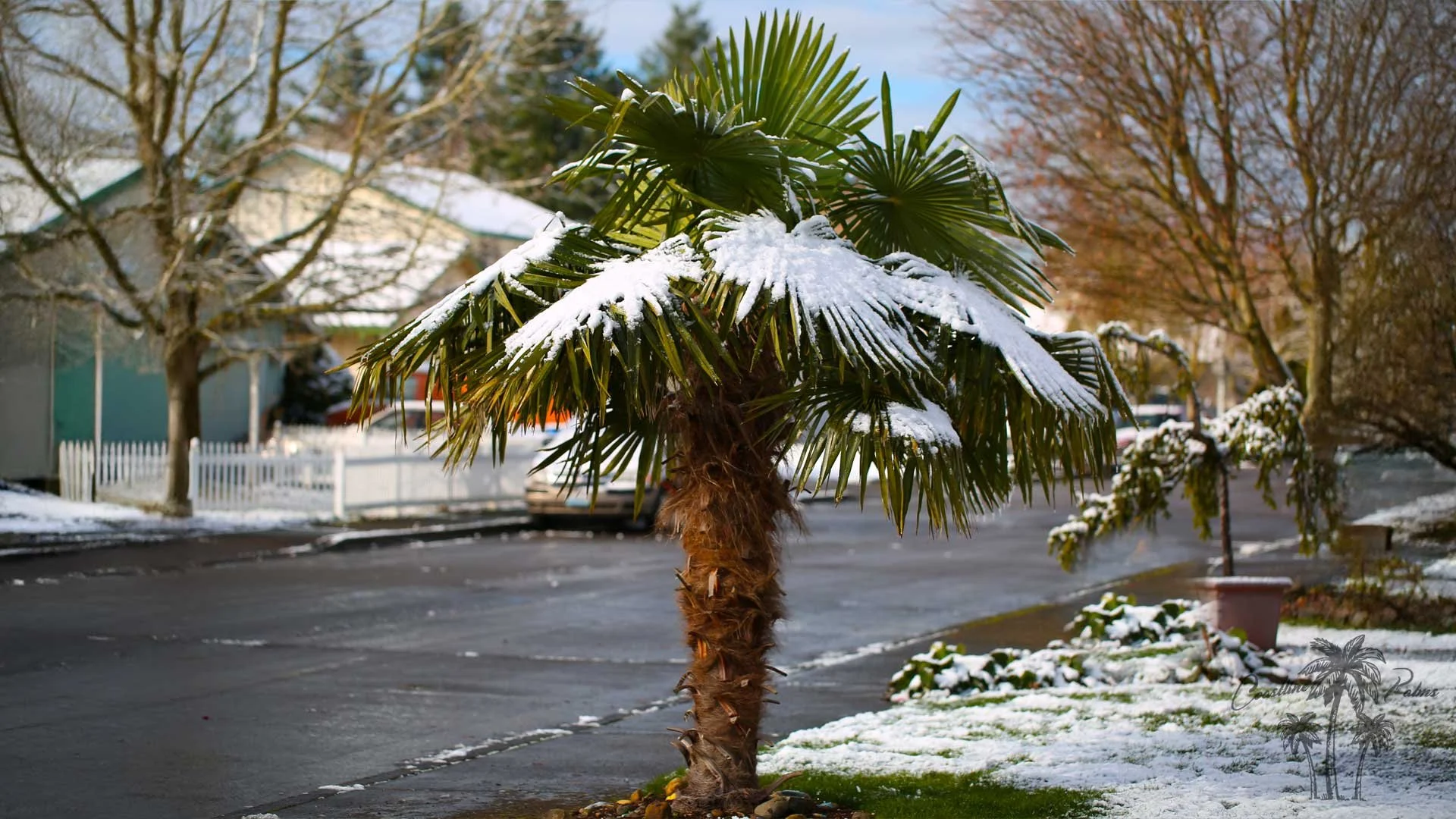 Looking for the perfect palm tree to enhance your residential or commercial landscape? The Windmill Fan Palm (Trachycarpus fortunei) is a cold-hardy, low-maintenance, and visually striking choice that adds an elegant, tropical touch to any setting.