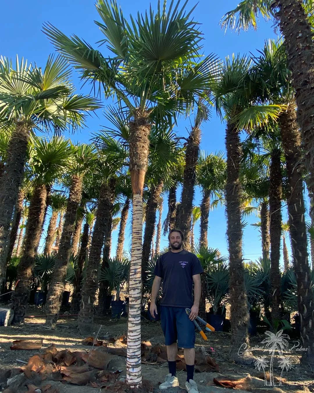 Coastline Palm Trees, Windmill Fan Palm (Trachycarpus fortunei) doing maintenance at out California farm.