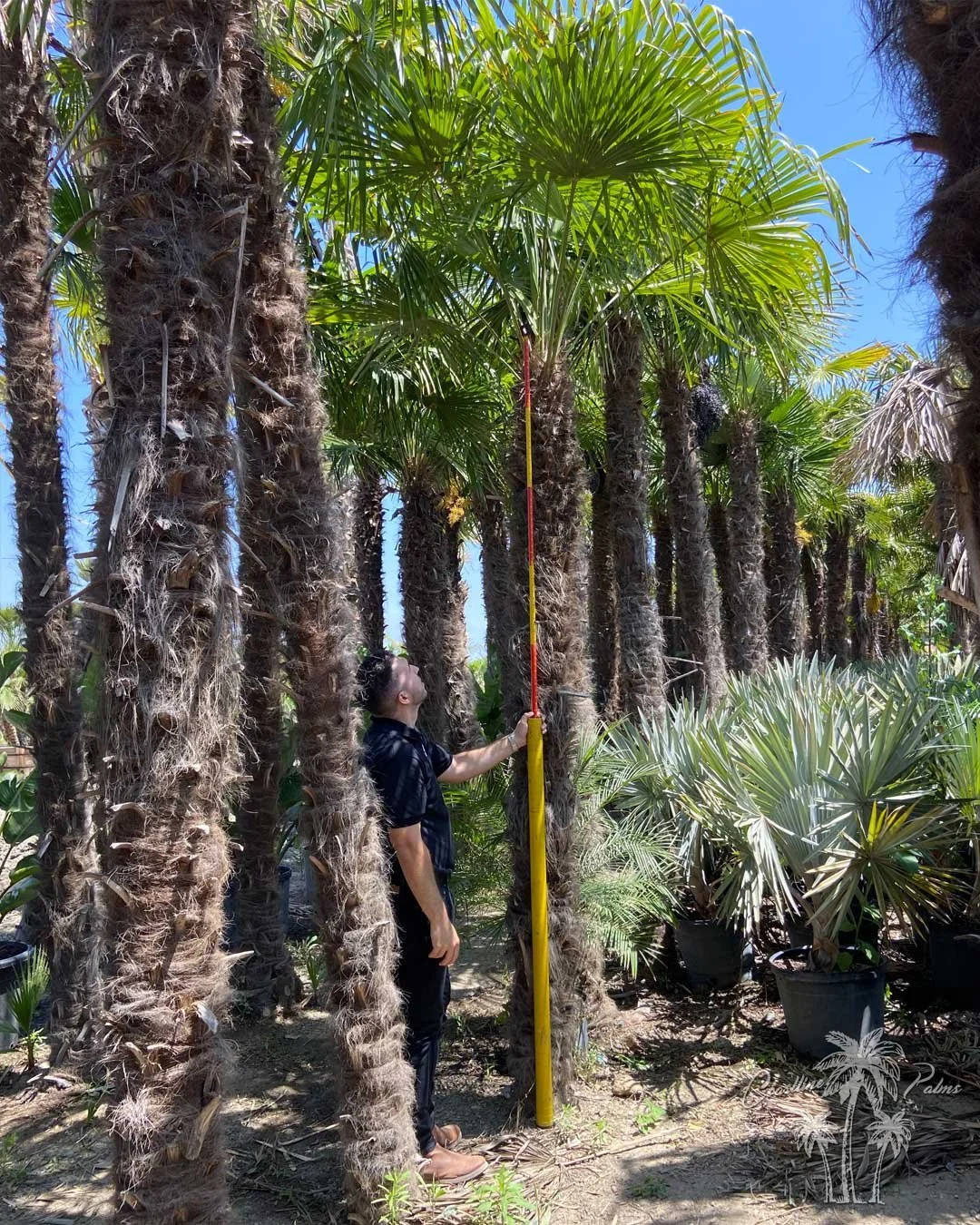 Coastline Palm Trees, Windmill Fan Palm (Trachycarpus fortunei) checking the growth of our palm trees at the yard