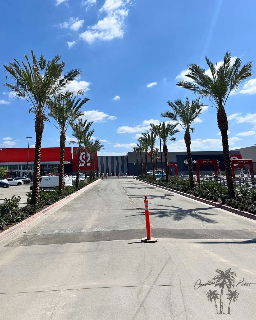 Date palms lining the approach to a Target store.