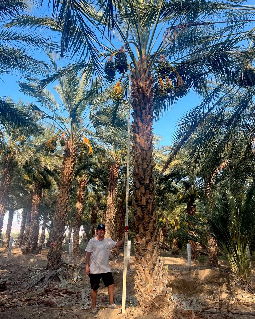 Date palms from Coastline Palms trees, California premium palm trees inspection and maintenance by Rob