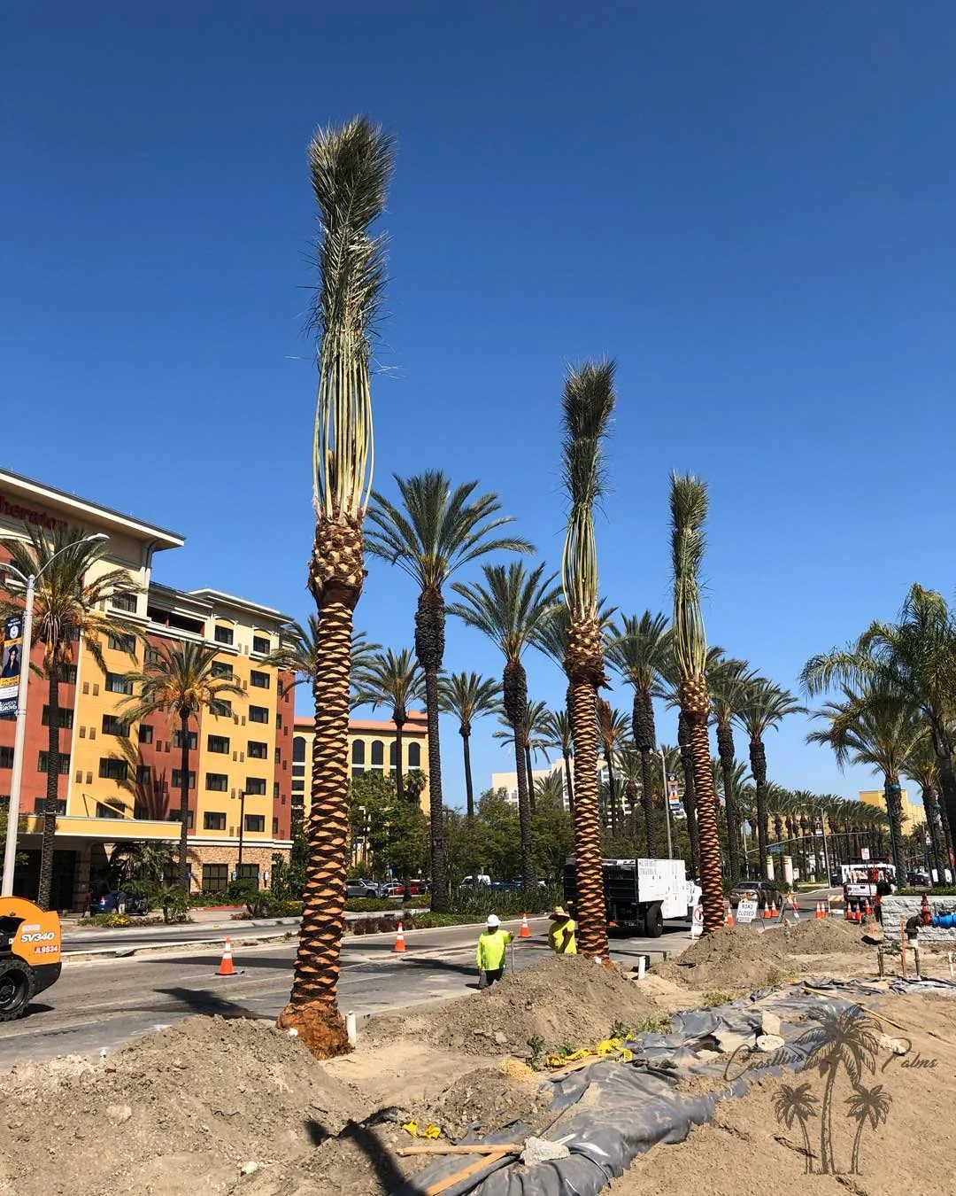 Date palms from Coastline Palms trees, Professional installation of palm trees in progress
