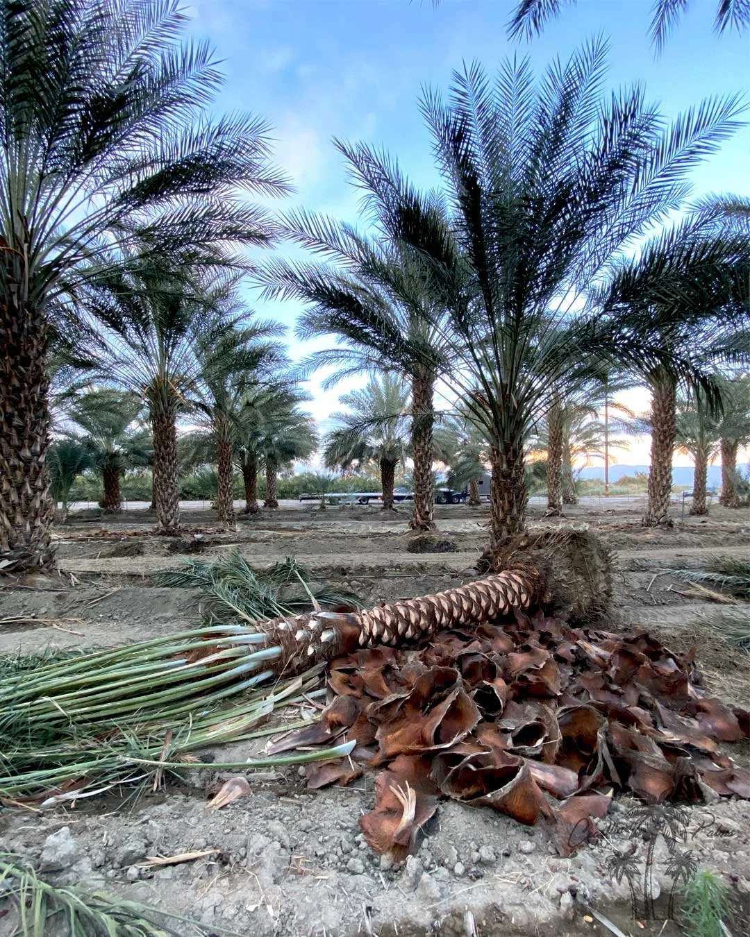 Date palms from Coastline Palms trees, California Yard preparation, maintenance, and clean up in progress