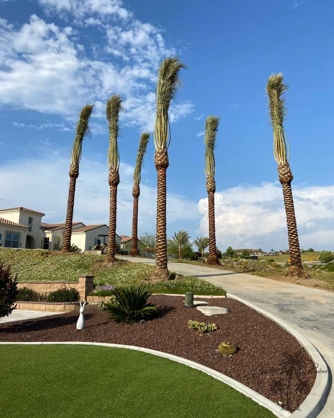 Date palms from Coastline Palms trees, Professional installation of palm trees in progress