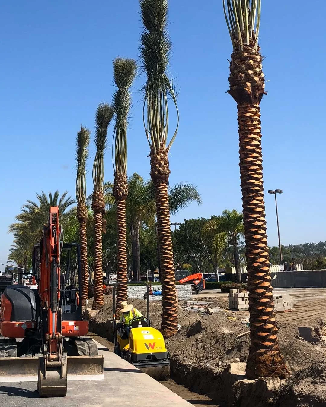 Date palms from Coastline Palms trees, professional palm tree installation in progress
