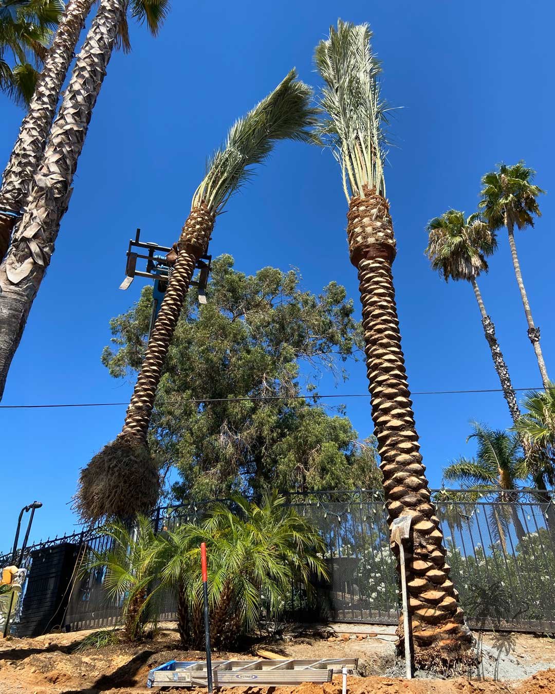 Date palms from Coastline Palms trees, Professional installation of palm trees in progress
