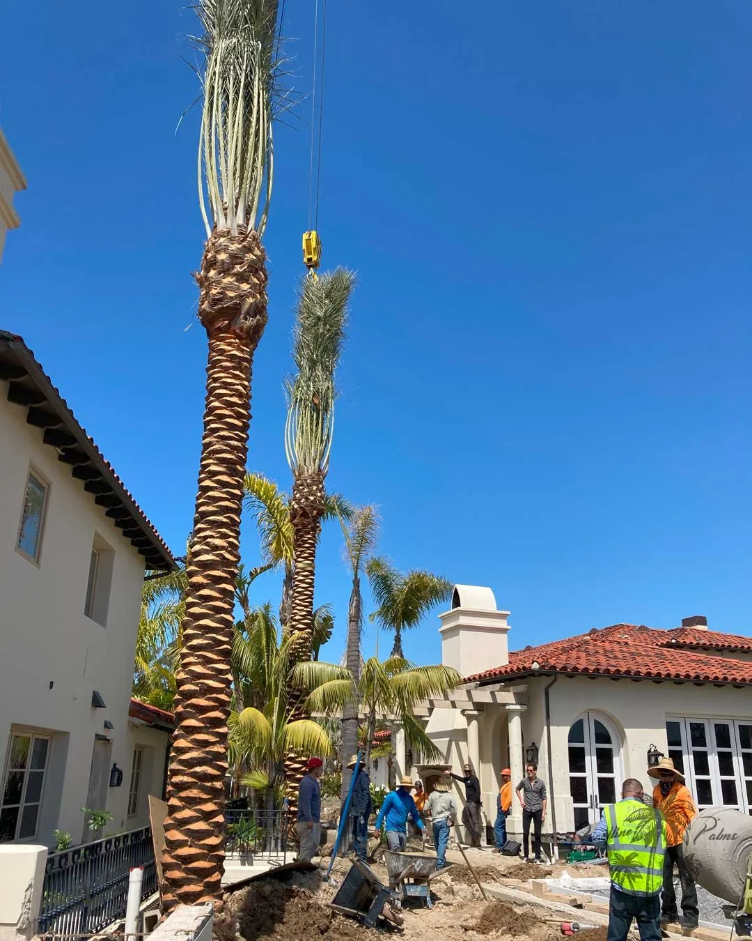 Date palms from Coastline Palms trees, Professional installation of palm trees in progress