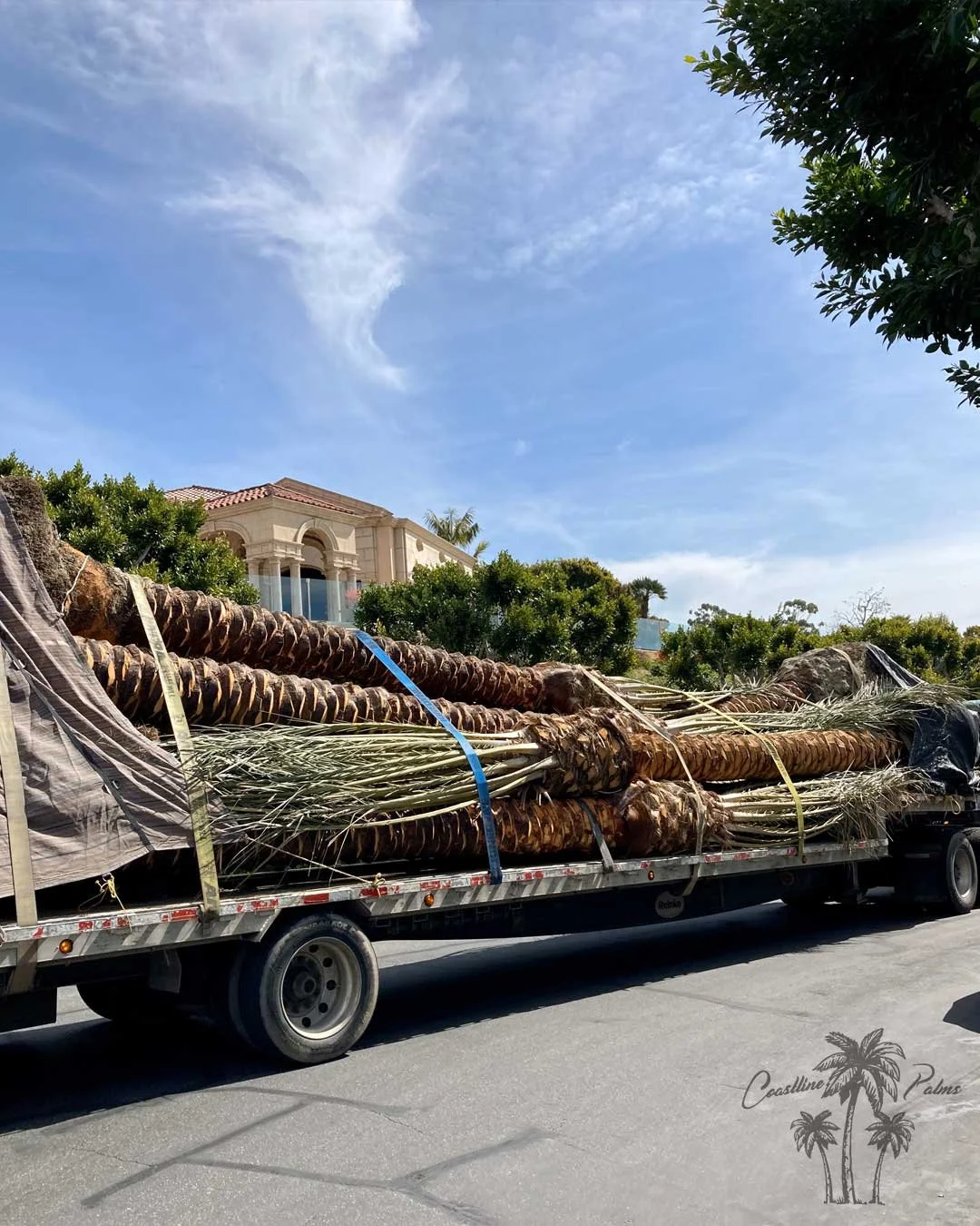 Date palms from Coastline Palms trees, transportation of palm trees from California in progress.