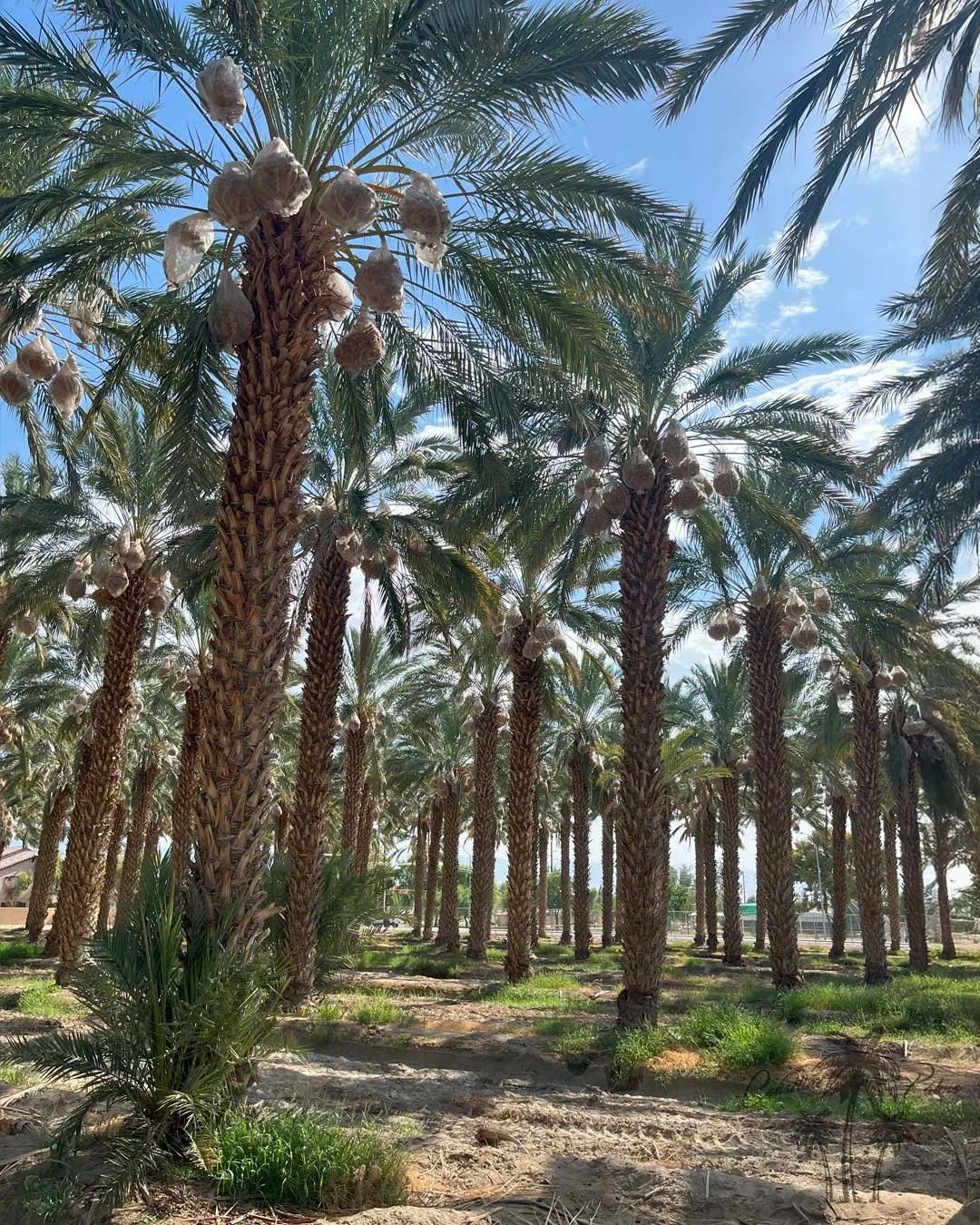 Date palms from Coastline Palms trees, California Palm Tree Yard