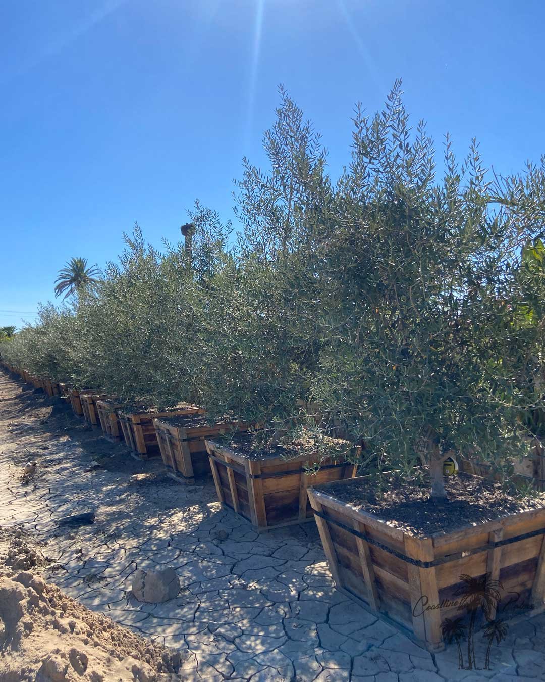 Coastline Palm Trees, Manzanilla Olive Tree in a Box