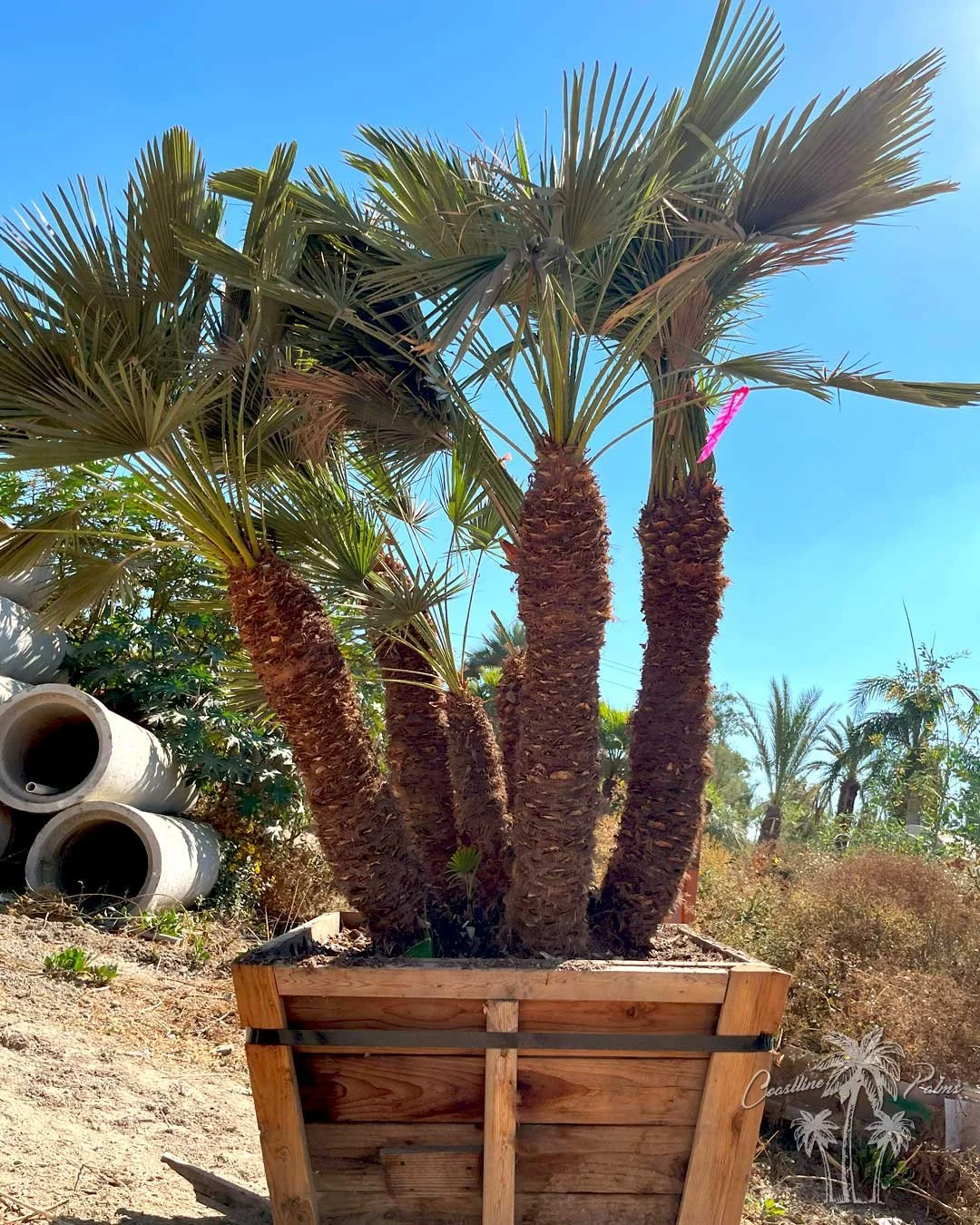 Coastline Palms Trees, Mediterranean Fan Palm, boxed at one of our California Yards