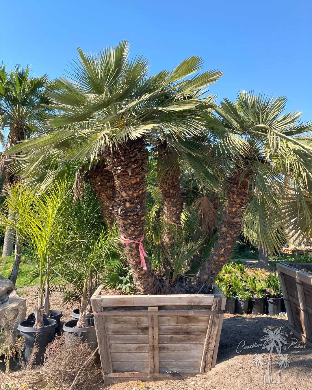 Coastline Palms Trees, Mediterranean Fan Palm, boxed in one of our California Yards