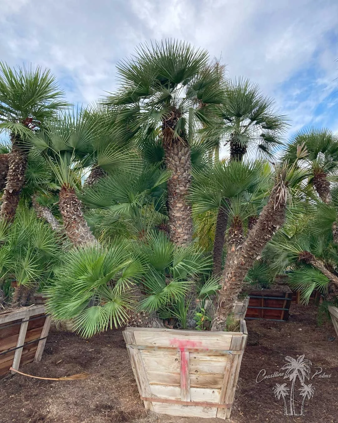 Coastline Palms Trees, Mediterranean Fan Palm, premium boxed palm tree