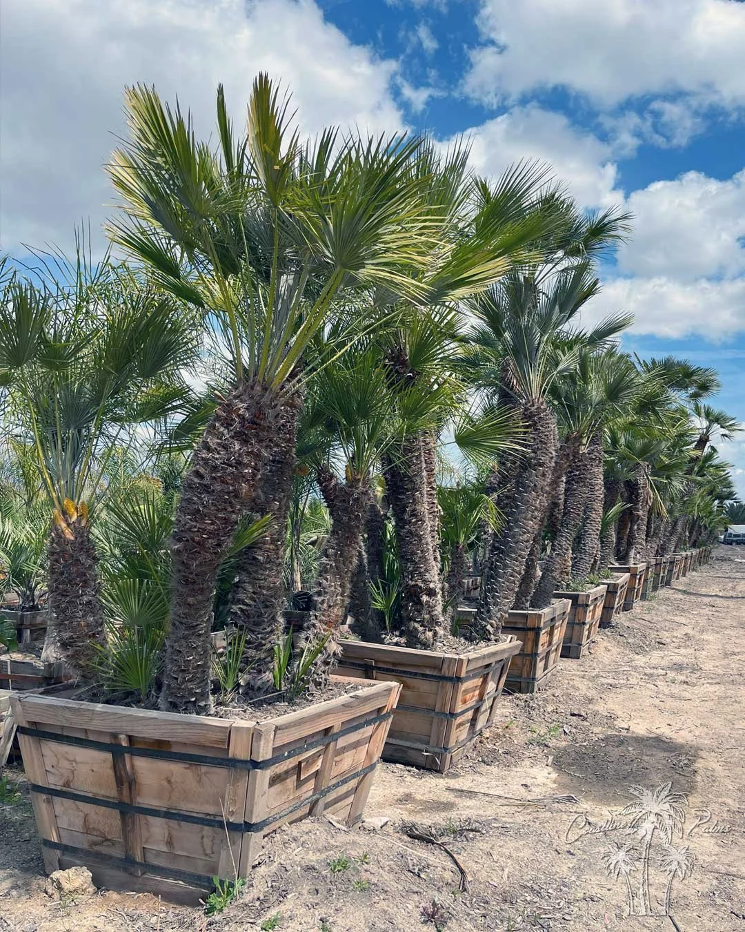 Coastline Palms Trees, Mediterranean Fan Palm, boxed and ready for transportation