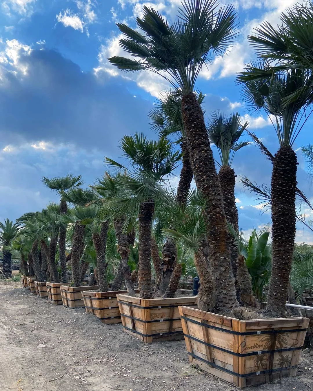 Coastline Palms Trees, Mediterranean Fan Palm, boxed at the yard ready for inspection