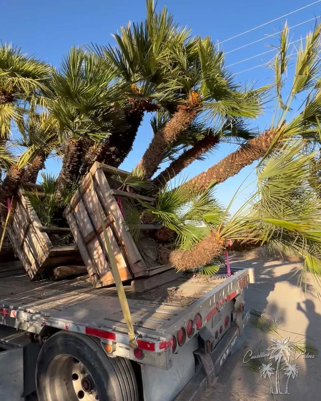 Coastline Palms Trees, Mediterranean Fan Palm, Boxed trees getting ready for their new  home.