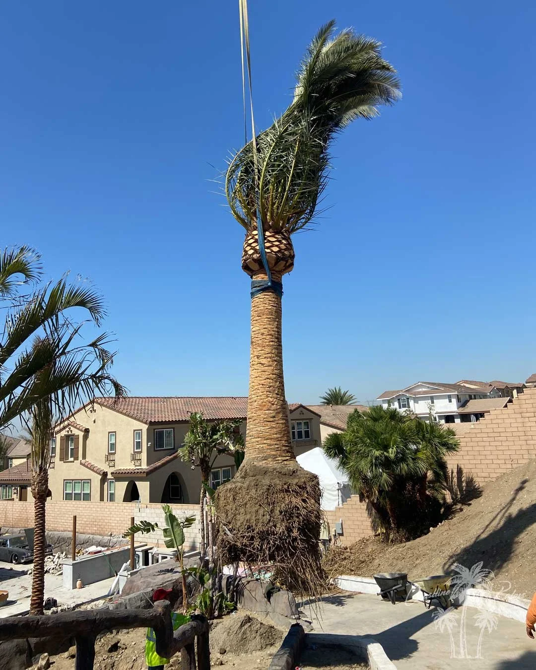 Canary Island Palm, Pineapple Palm, Phoenix Canariensis, Coastline Palm Trees, palm tree Installation in progress