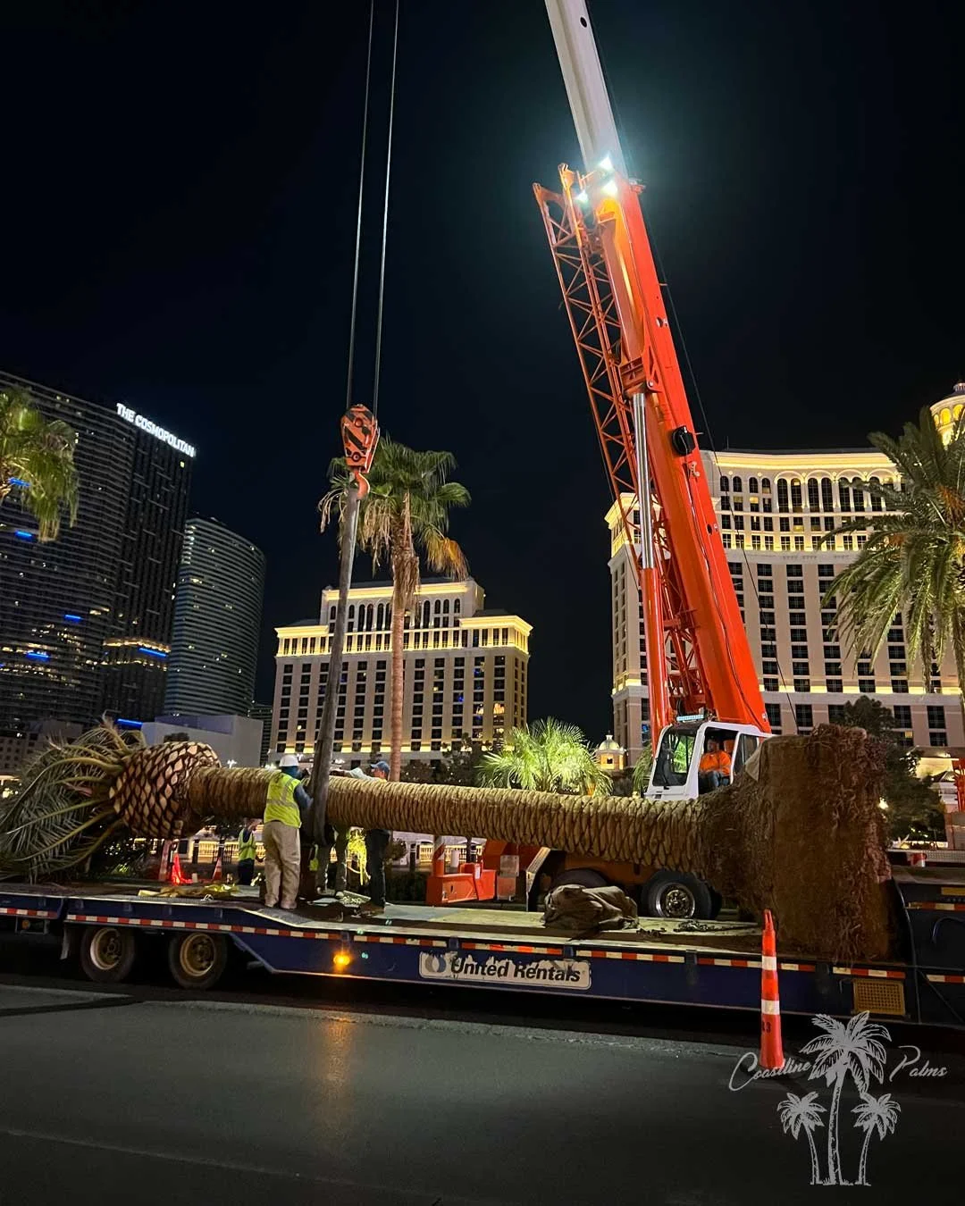 Canary Island Palm, Pineapple Palm, Phoenix Canariensis, Coastline Palm Trees, Bellagio Resort & Casino, Las Vegas Nevada, installation in progress
