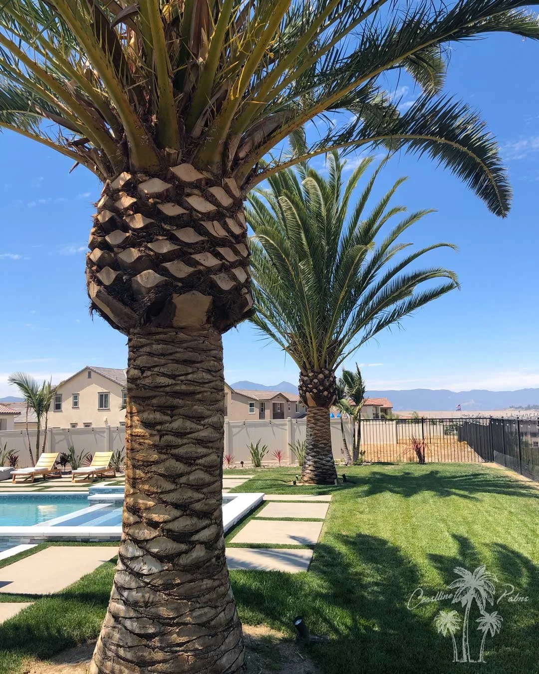 Canary Island Palm, Pineapple Palm, Phoenix Canariensis, Coastline Palm Trees, palm tree Installation complete