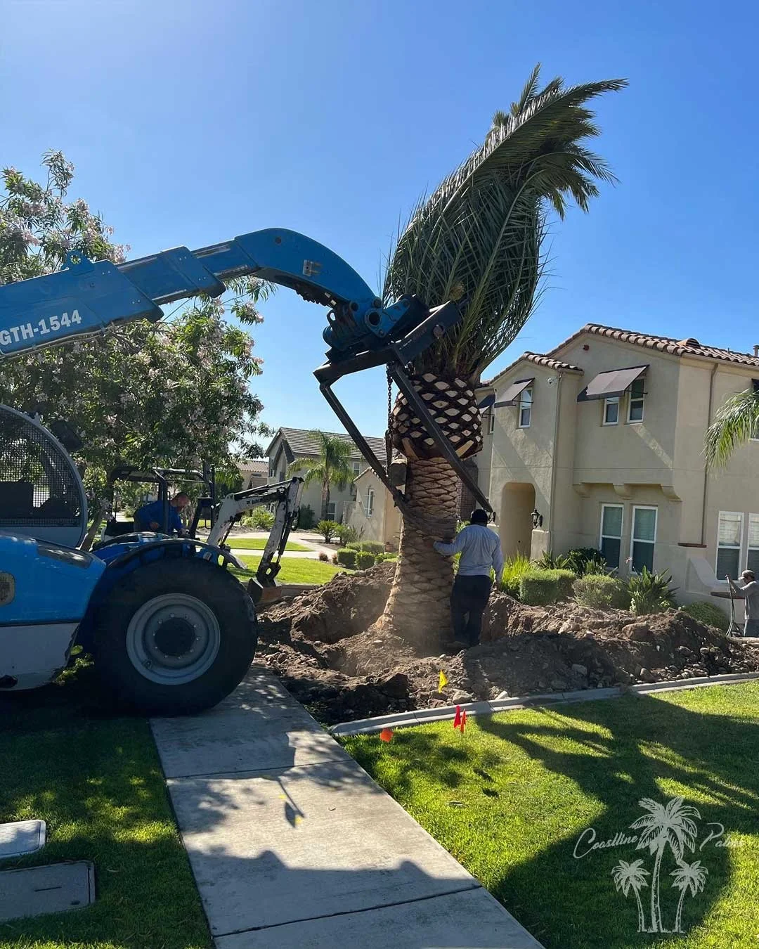 Canary Island Palm, Pineapple Palm, Phoenix Canariensis, Coastline Palm Trees, palm tree Installation in progress