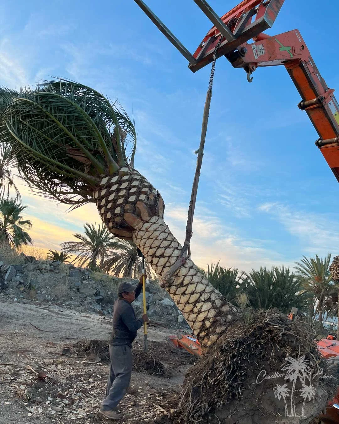 Canary Island Palm, Pineapple Palm, Phoenix Canariensis, Coastline Palm Trees, Professional palm tree installation in progress
