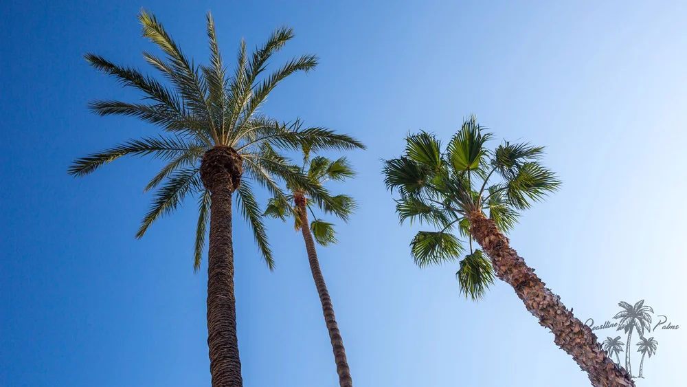 Hollywood Fan Palm from Coastline Palms