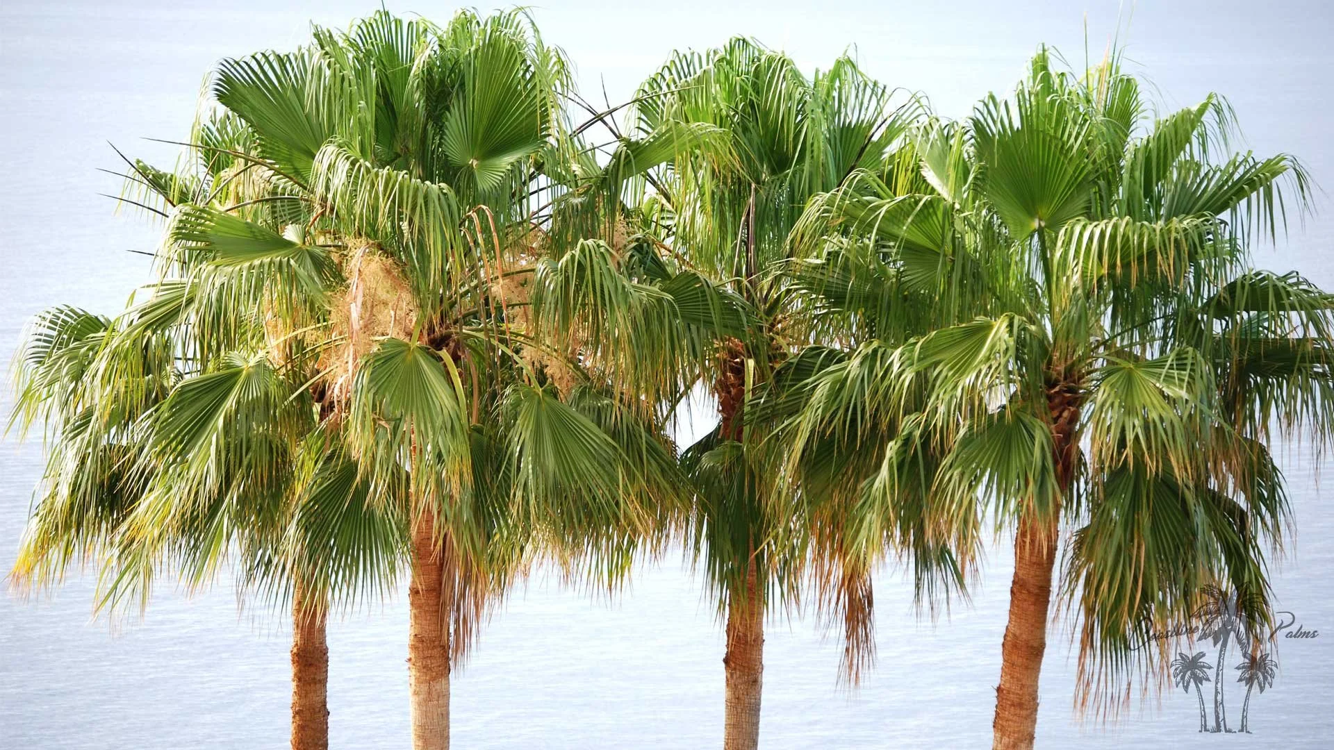 Hollywood Fan Palm for Sale – Buy Washingtonia robusta from Coastline Palms in Chino California.
Transform Your Landscape with the Iconic Hollywood Fan Palm.