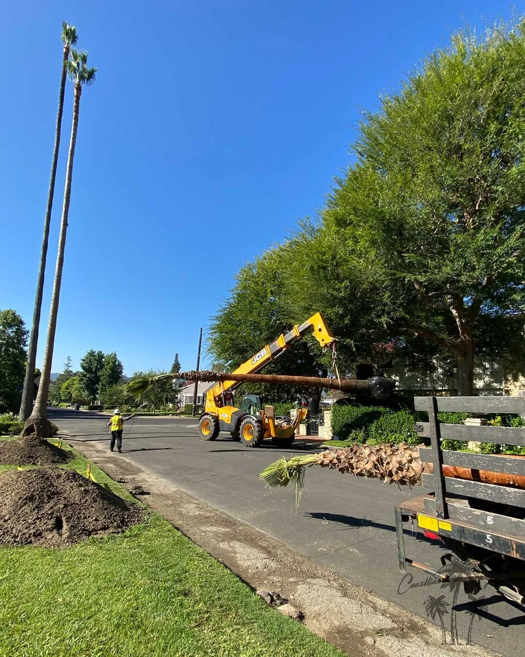 Hollywood Fan Palms by Coastline Palm Trees, Professional Installation in progress