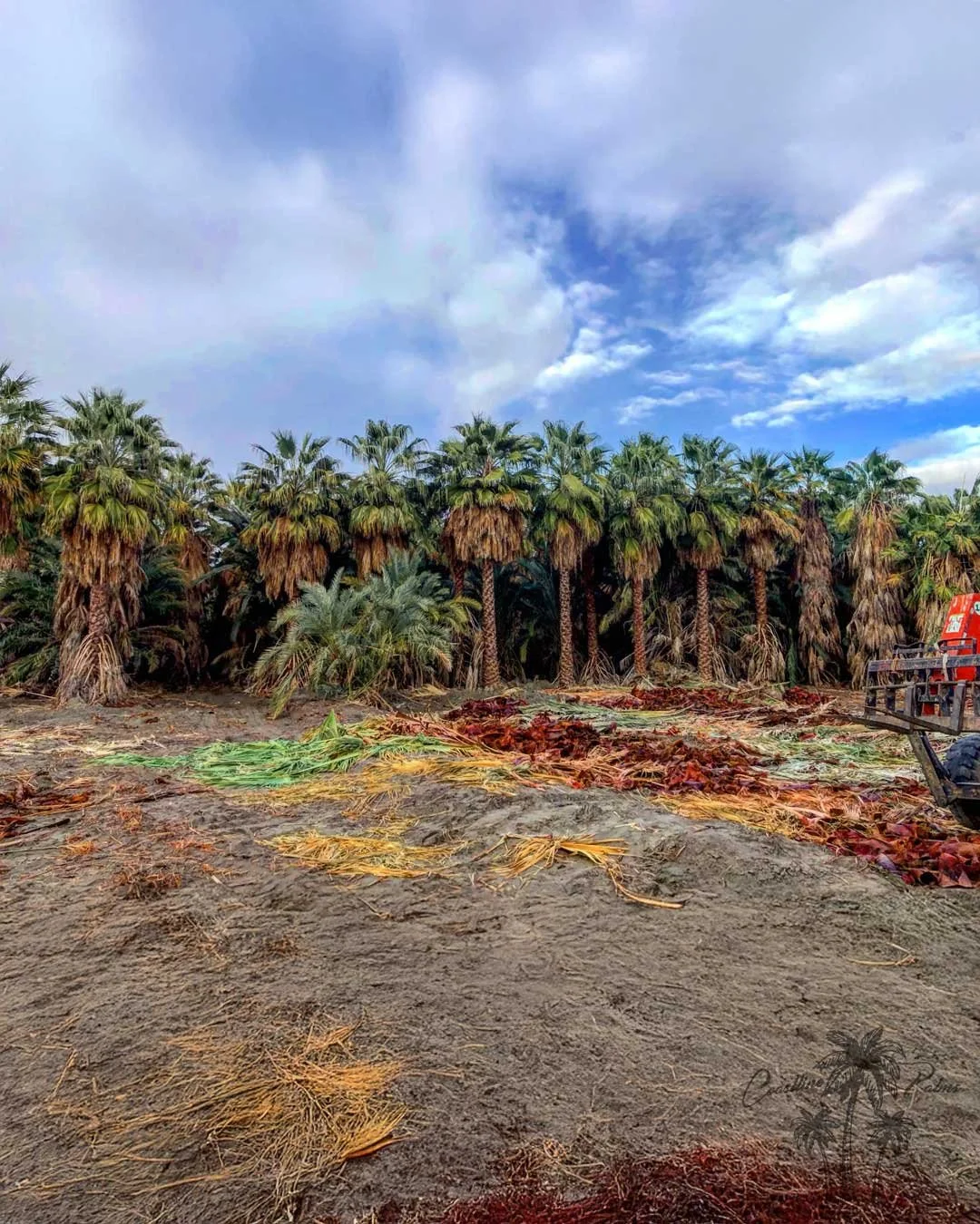 Hollywood Fan Palms by Coastline Palm Trees, California Farm