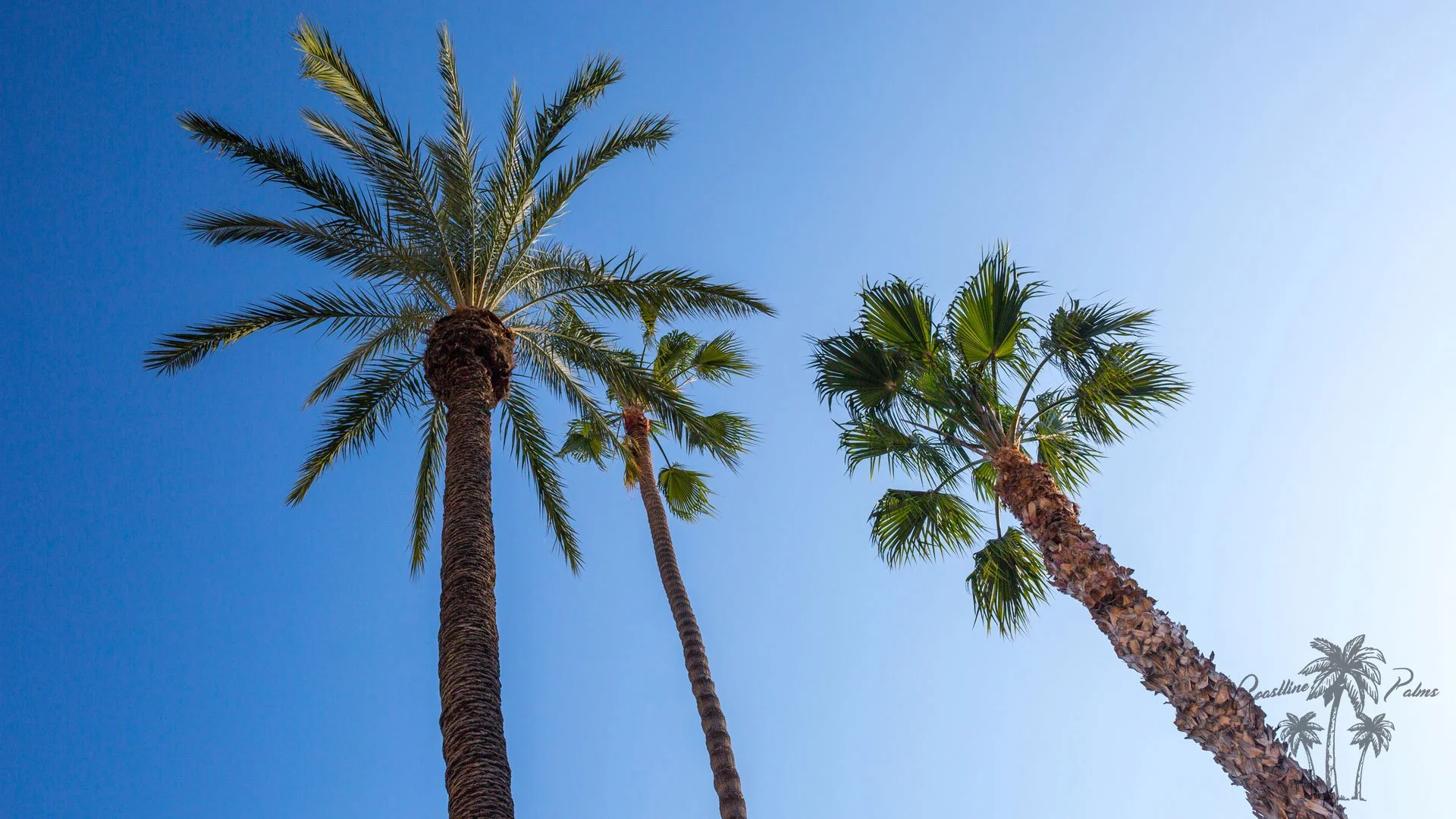 Hollywood fan palms viewed from below against a blue sky.