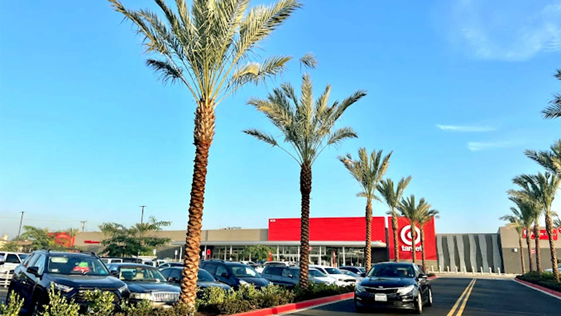 Date Palms (Phoenix Dactylifera) delivered to Target in Los Angeles—Coastline Palms is your trusted source for both commercial and residential palm and olive trees.