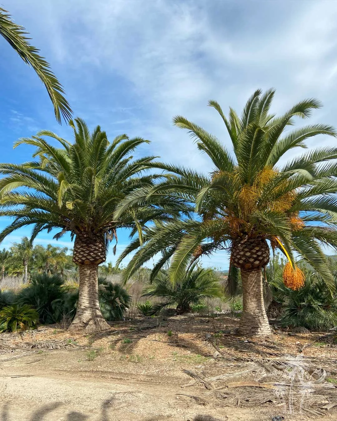 CLP-Canary-Palms-yard-1.jpg