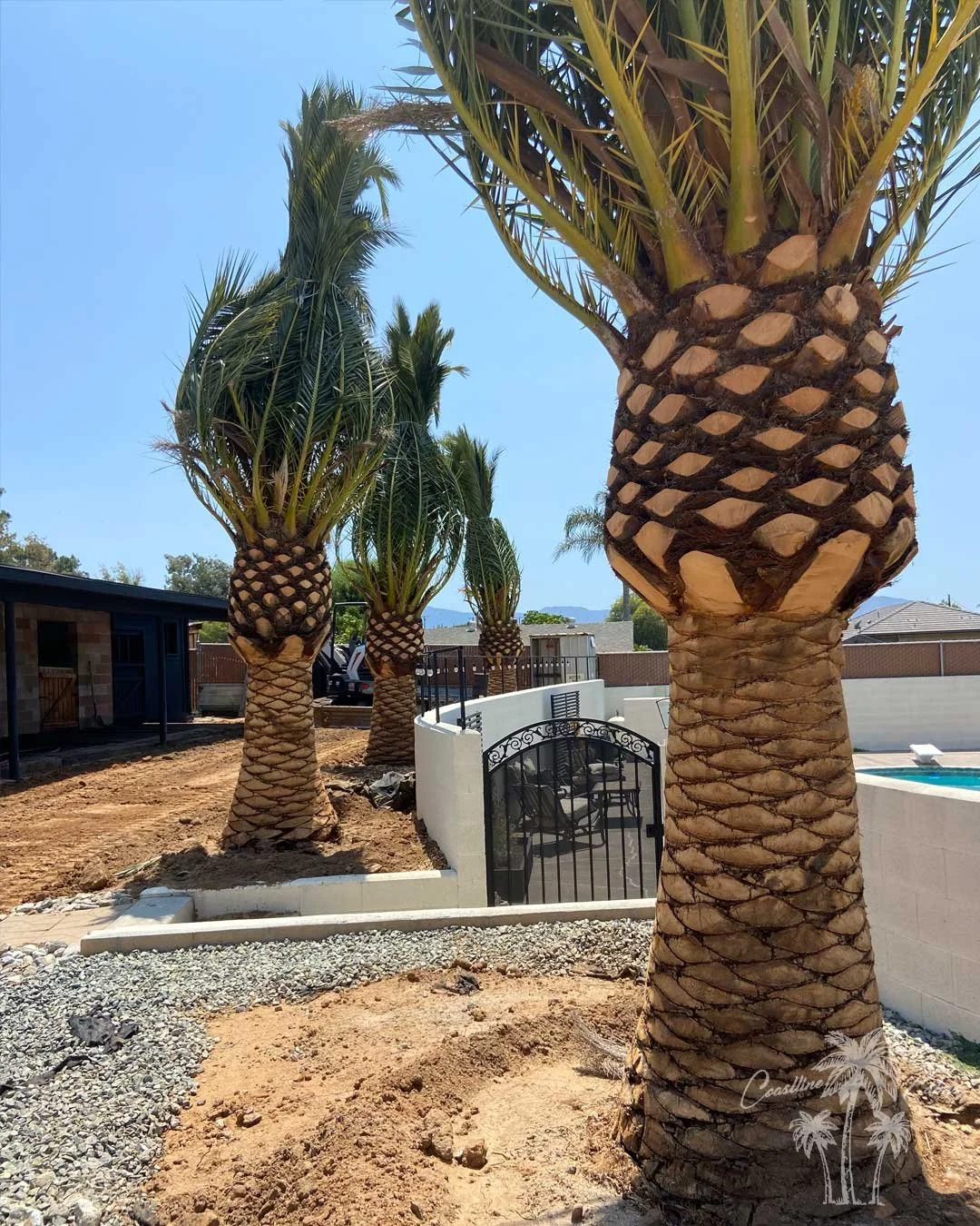 CLP-Canary-Palms-installation-5.jpg
