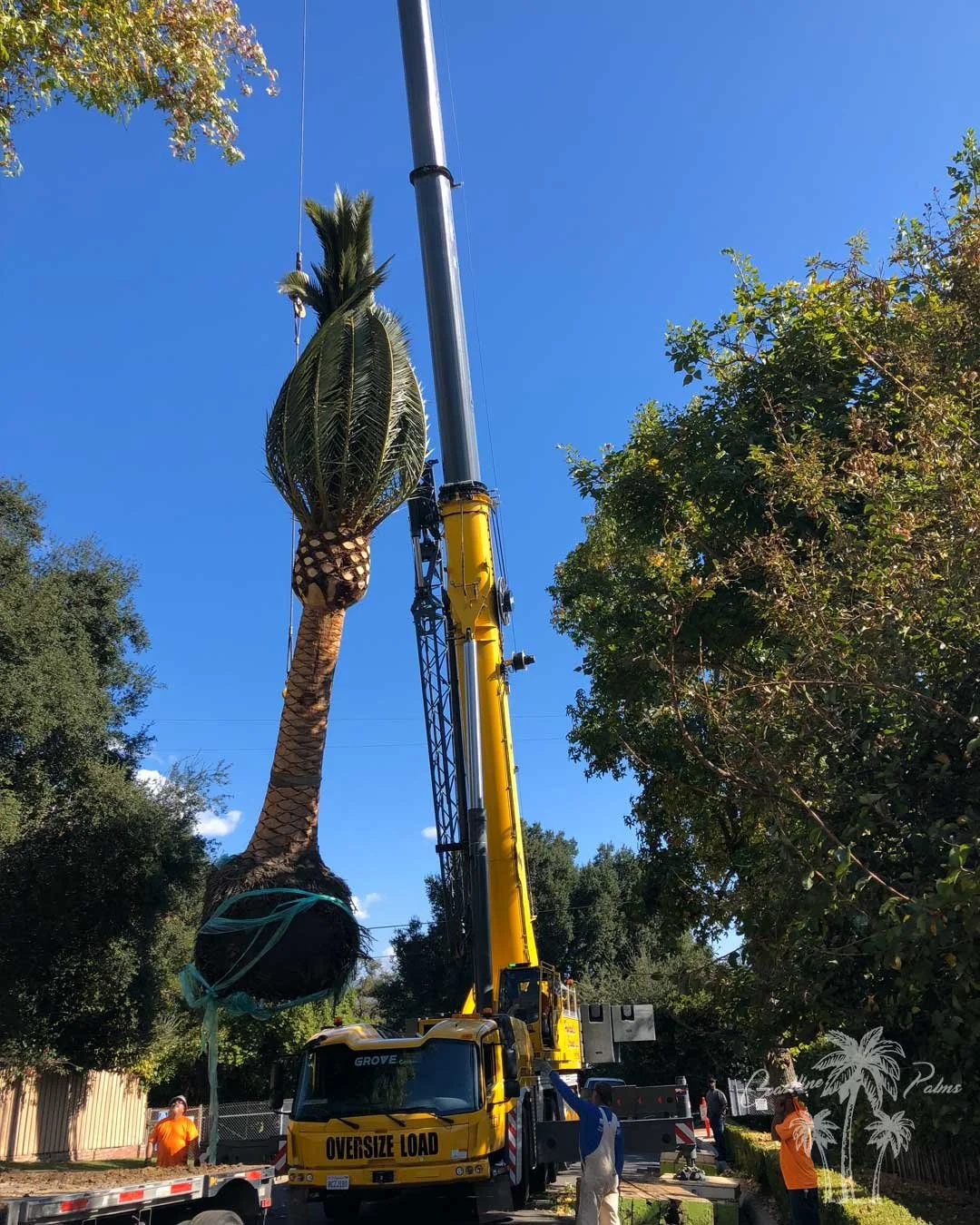 CLP-Canary-Palms-installation-7.jpg
