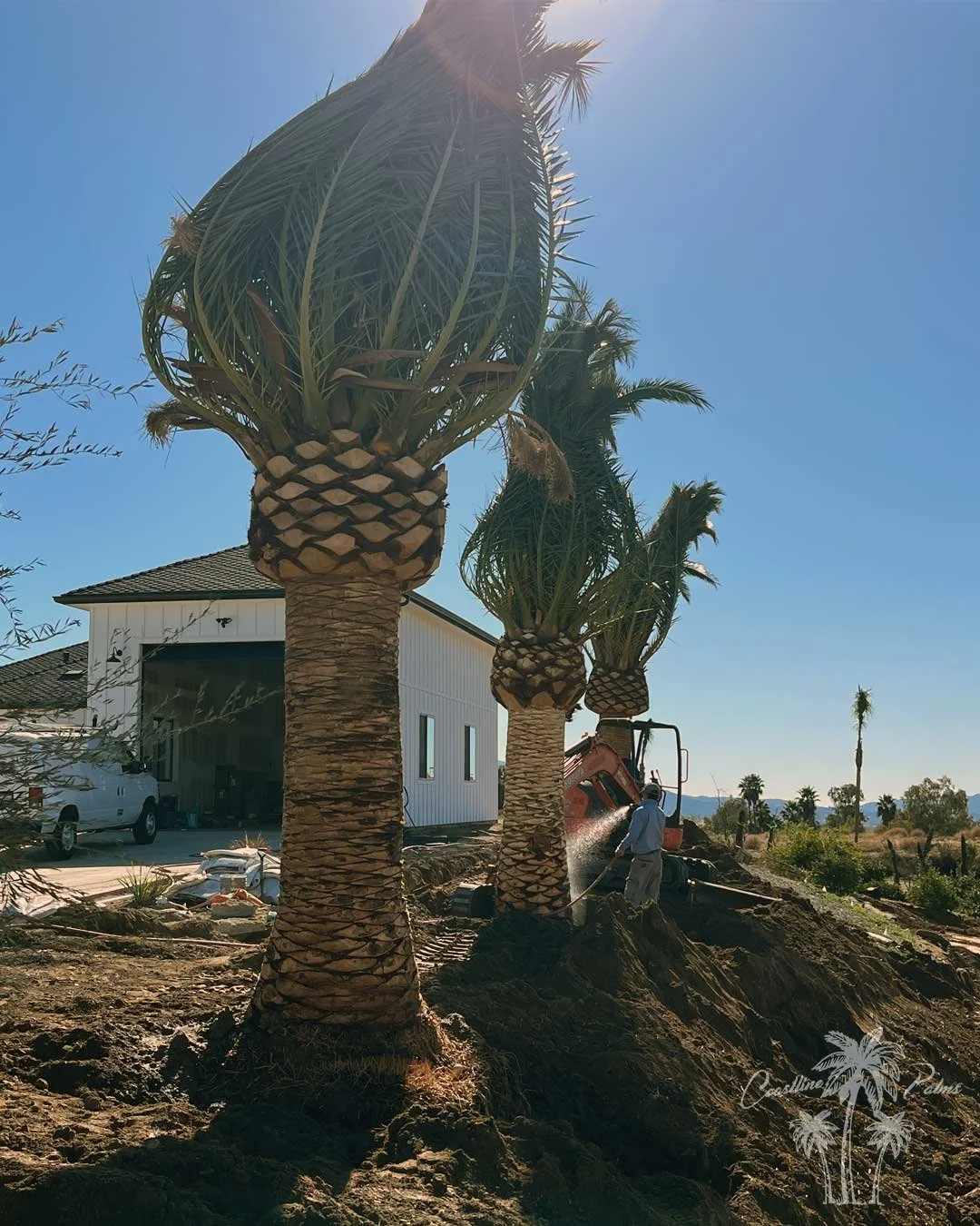 CLP-Canary-Palms-installation-4.jpg