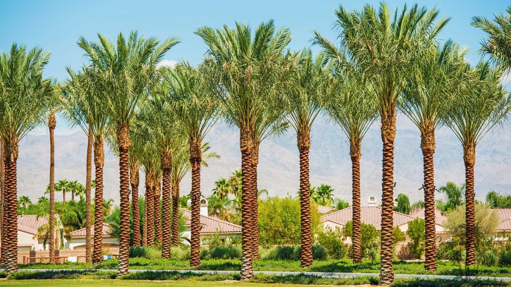 Date Palm from Coastline Palms