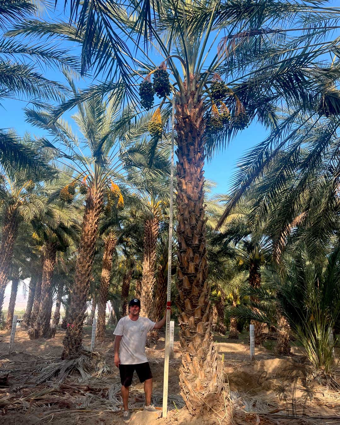Date palms from Coastline Palms trees, California premium palm trees inspection and maintenance by Rob