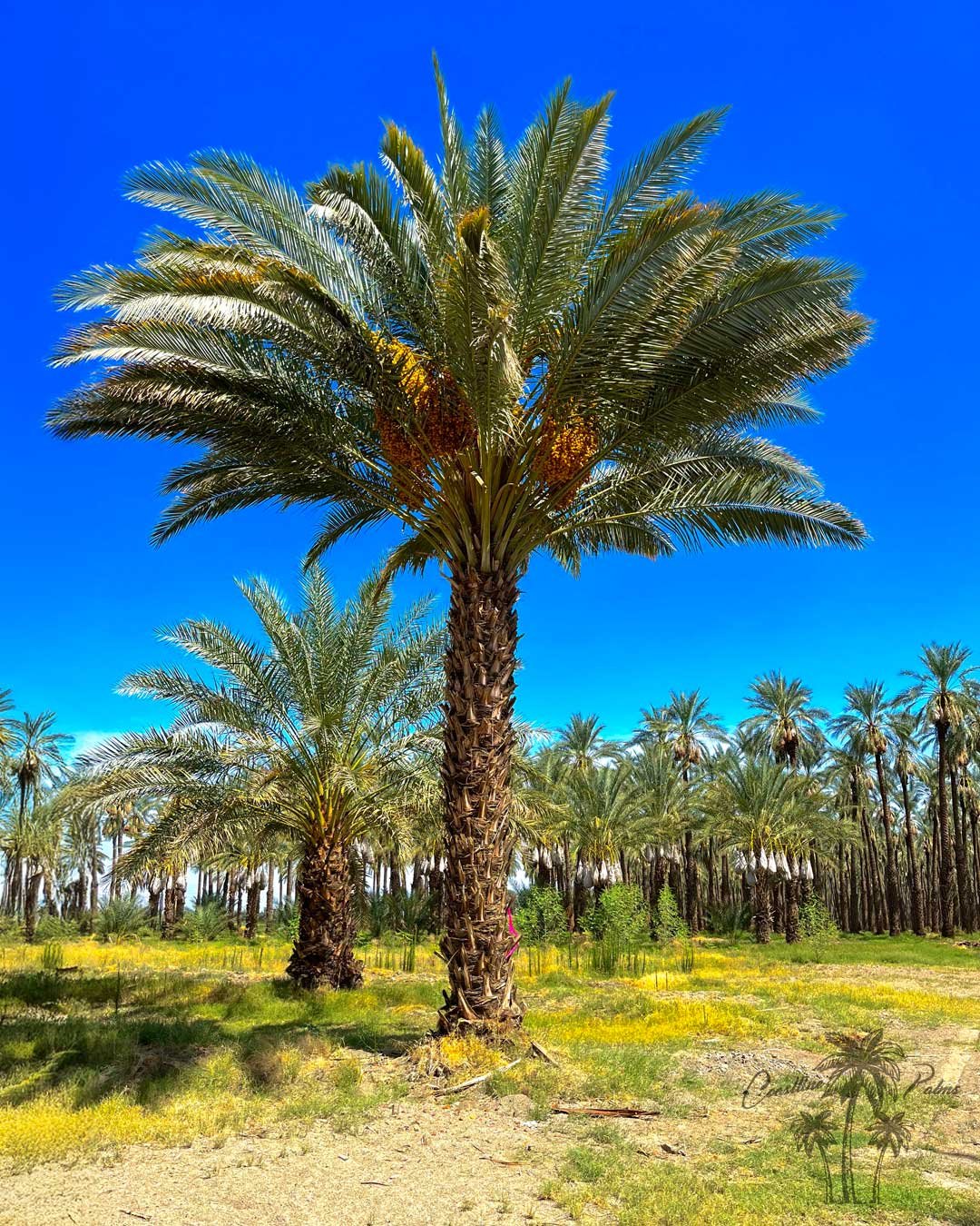 Date palms from Coastline Palms trees, Southern California Yard