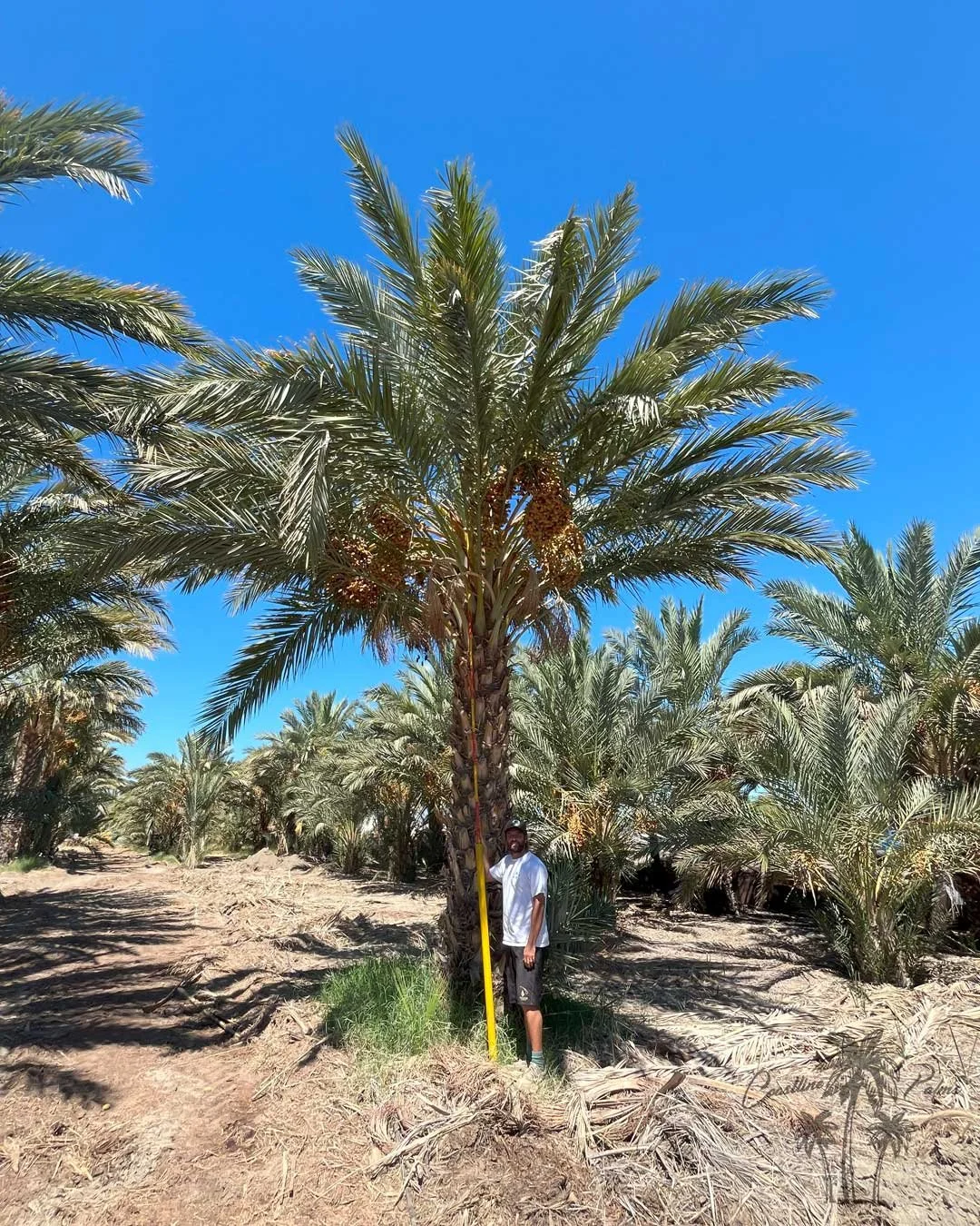 Date palms from Coastline Palms trees, California premium palm trees inspection and maintenance by Rob
