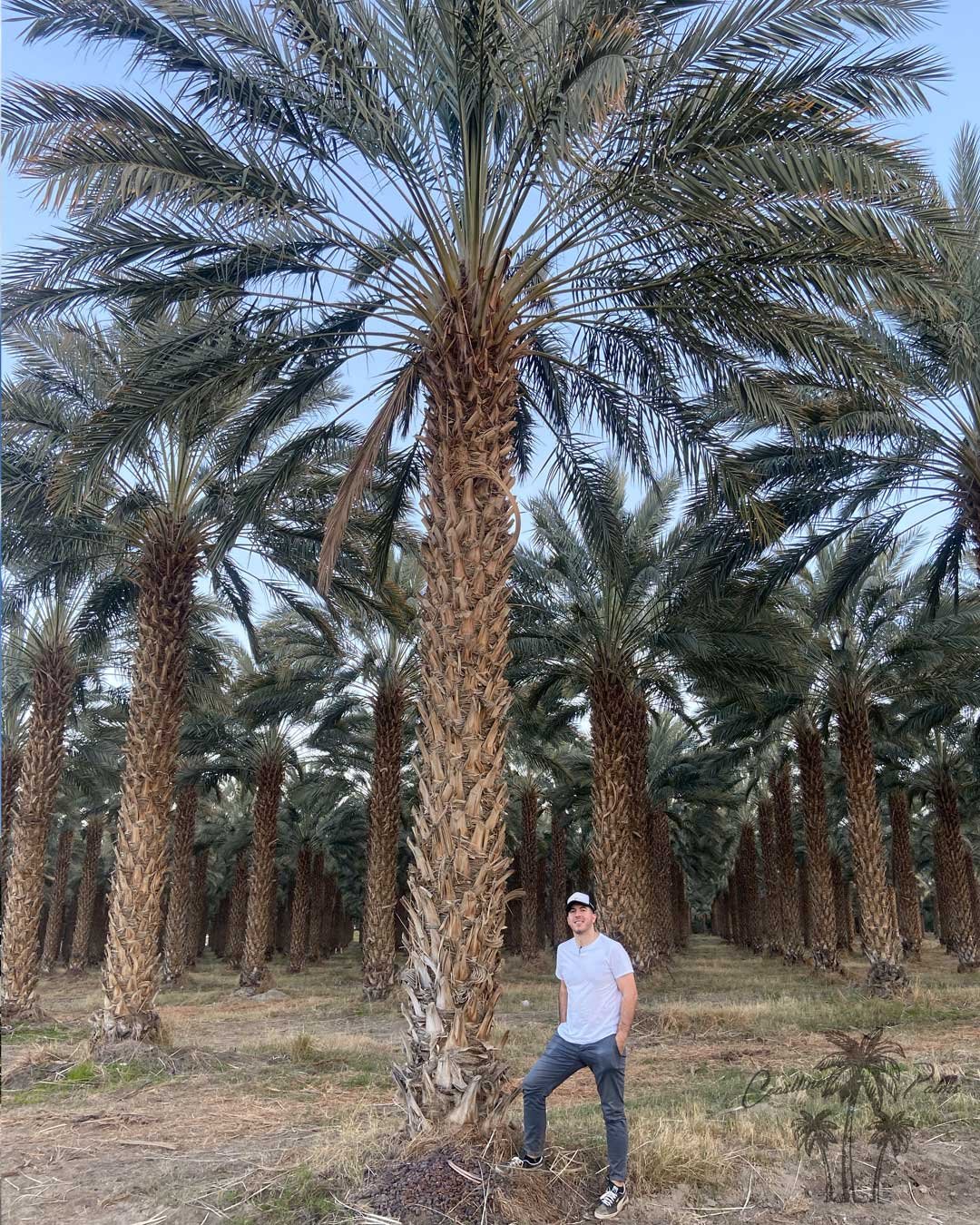 Date palms from Coastline Palms trees, California premium palm trees inspection and maintenance by Rob