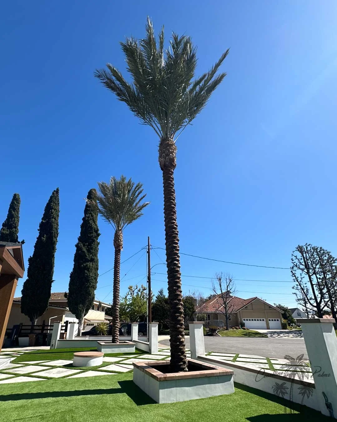 Date palms from Coastline Palms trees, Professionally installed