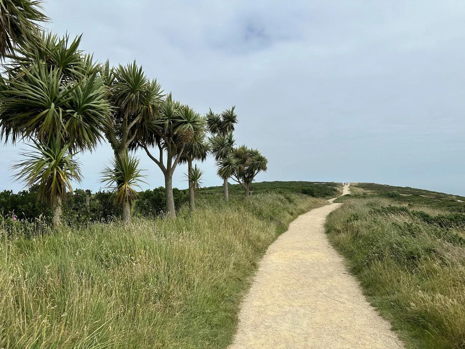 A winding dirt path through grassy terrain with tall, spiky trees on the left and open sky above.
