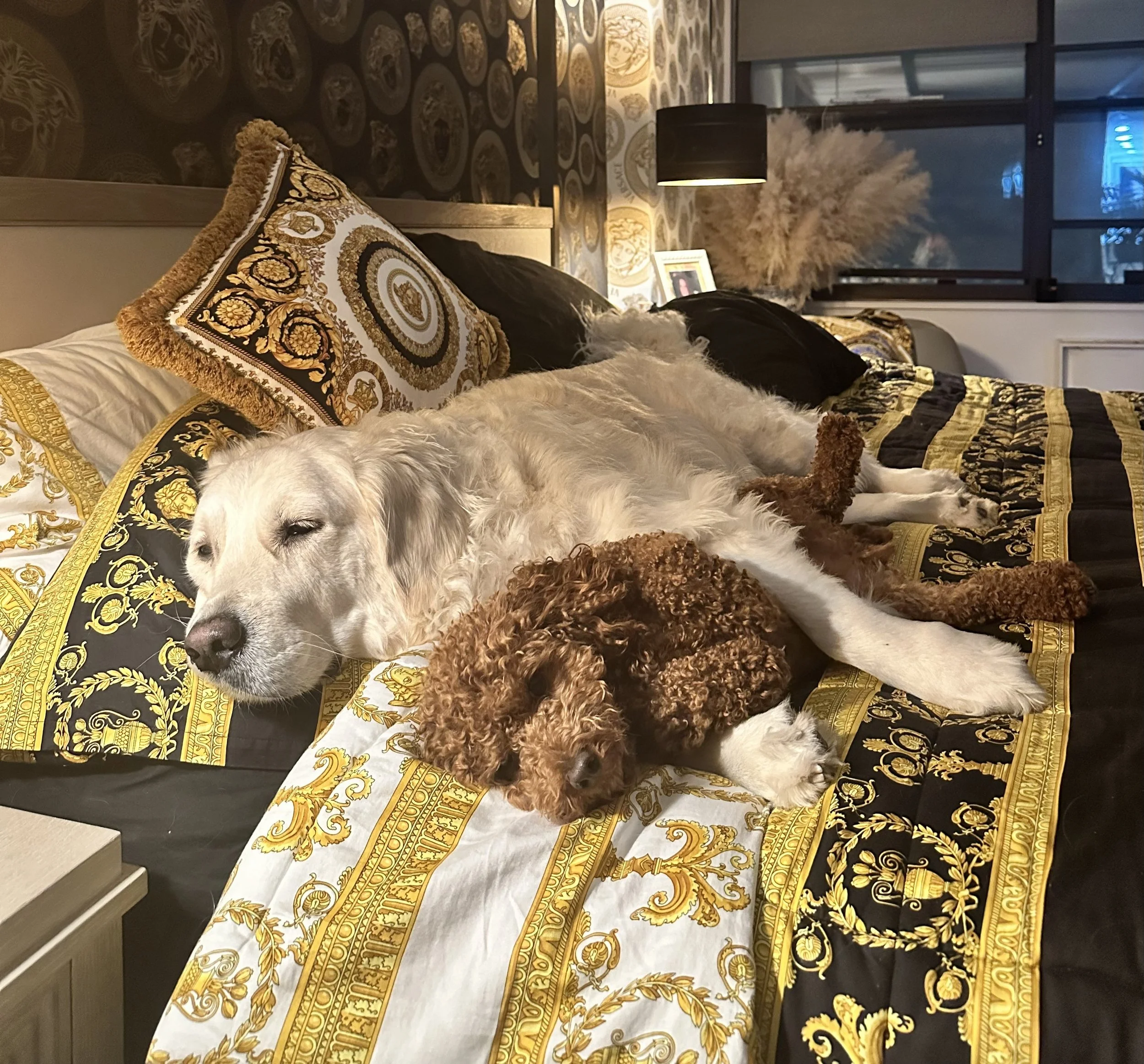 English cream golden retriever and Bichapoo resting comfortably on a bed during an overnight stay.